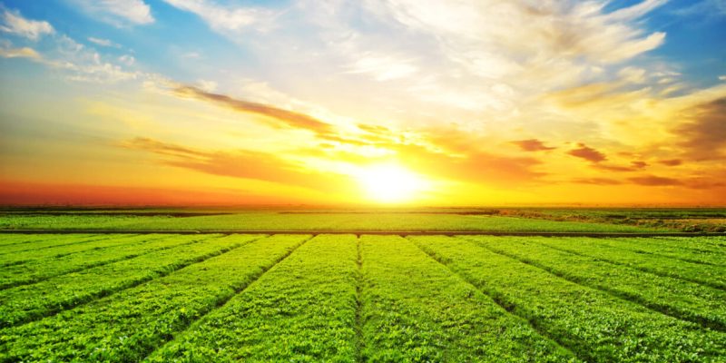 Sunset, sunrise, sun over rural countryside wheat field. Late spring, early summer